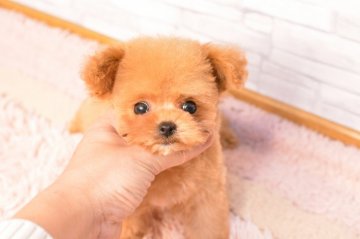 トイプードル(ティーカップ)【千葉県・女の子・2020年9月5日・アプリコット】の写真「”極上ティーカッププードル”　」