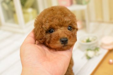 トイプードル(タイニー)【千葉県・女の子・2018年3月20日・レッド】の写真「クリックリお目目の将来ベビーフェイス顔」