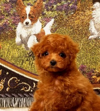 トイプードル(タイニー)【千葉県・男の子・2016年11月19日・アプリ濃いめ】の写真「まん丸お目めの明るい性格☆す」