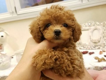 トイプードル(ティーカップ)【千葉県・女の子・2016年8月13日・アプリコット】の写真「オススメ※性格も穏やかな将来も幼い激カワ！」