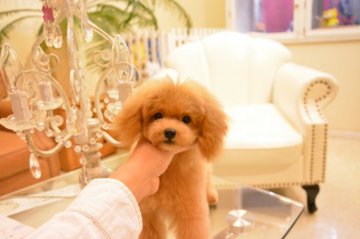トイプードル(ティーカップ)【千葉県・男の子・2019年5月28日・アプリコット】の写真「お顔のバランスがとても綺麗」