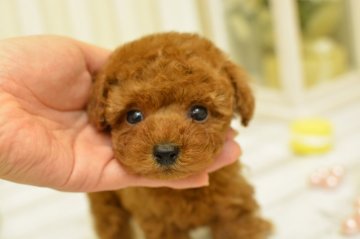 トイプードル(ティーカップ)【千葉県・男の子・2018年3月20日・レッド】の写真「クリックリおめめと短いマズルの可愛いお顔☆」
