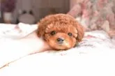 タイニープードル【千葉県・男の子・2020年1月23日・レッド】の写真4