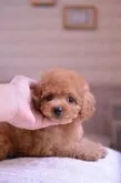 タイニープードル【千葉県・女の子・2019年5月1日・アプリコット】の写真4