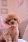 タイニープードル【千葉県・女の子・2019年5月1日・アプリコット】の写真5