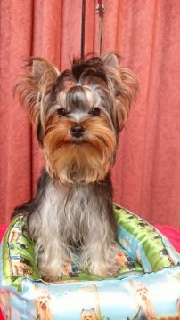ヨークシャーテリア【愛知県・男の子・2018年12月30日・ダークスティールブルー&タン】の写真「尻尾フリフリ！フレンドリーなイケメン君」