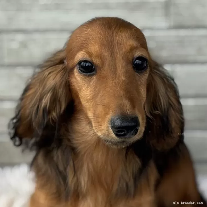 ID:2412-07036の子犬