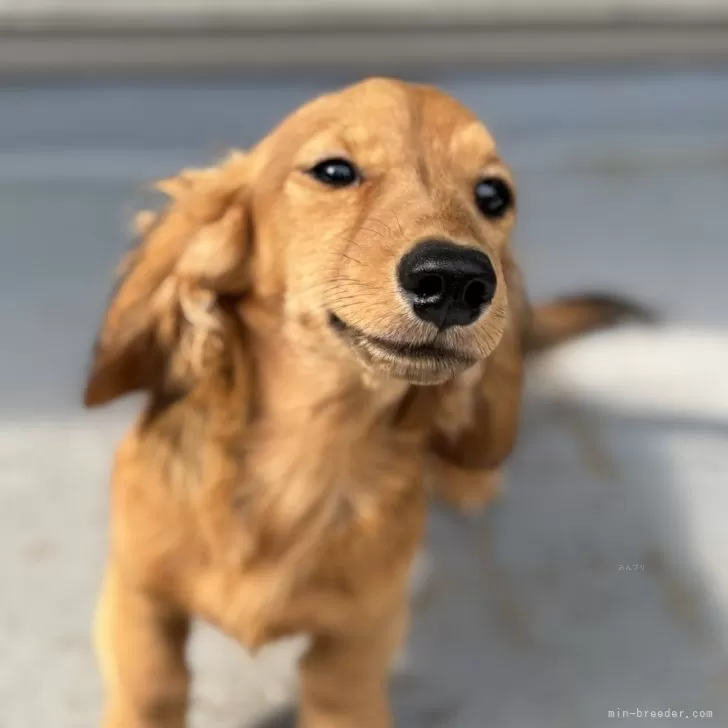 ID:2412-03749の子犬