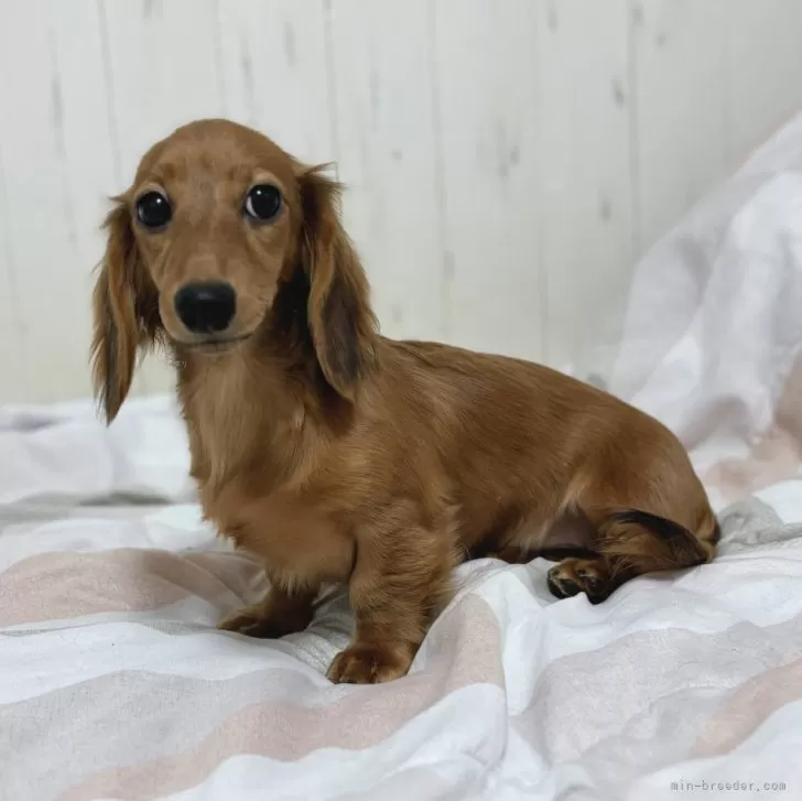 ID：2505-02159の子犬