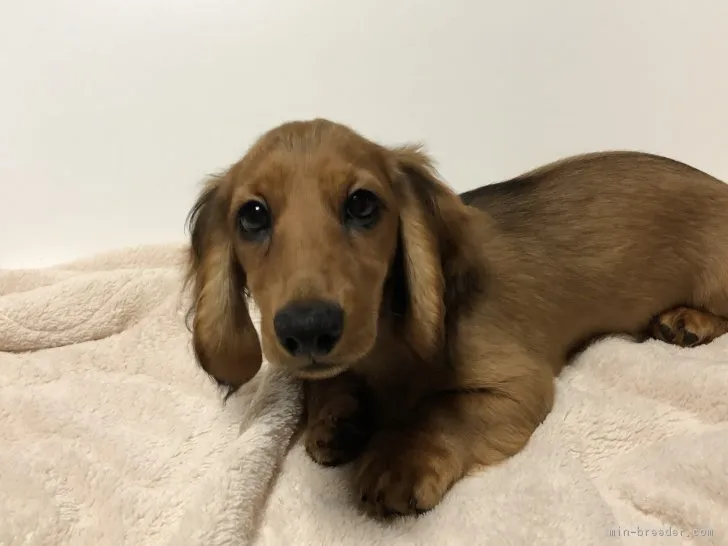 ID:1812-02942の子犬