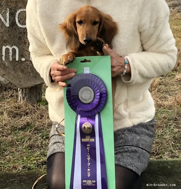 ID：1909-02271の子犬