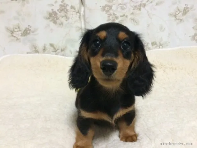 ID:1509-00847の子犬