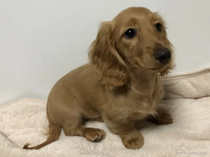 ID:1901-00096の子犬