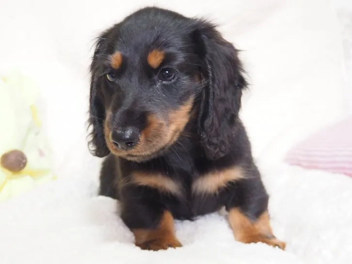 ID:1604-01483の子犬