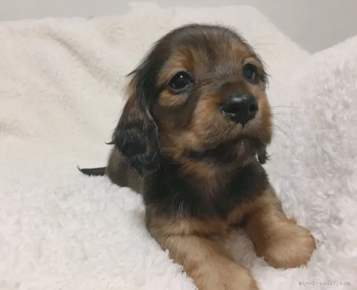 ID:1712-01558の子犬