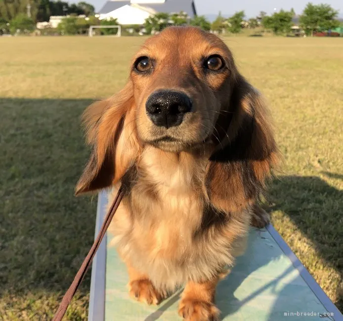 ID：1905-01138の子犬