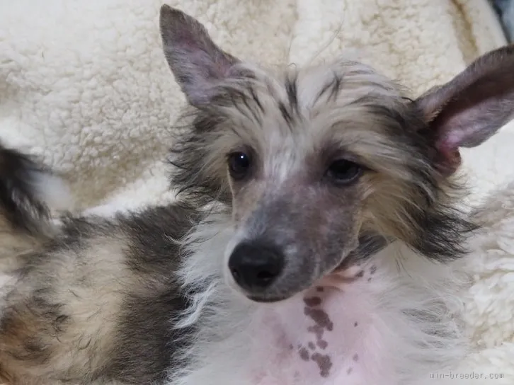 ID:1603-00560の子犬