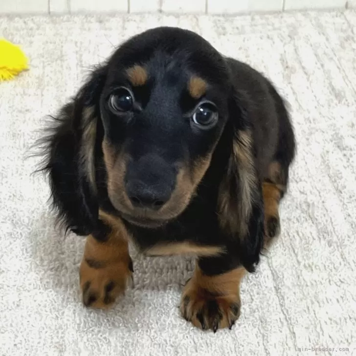 ID：2404-06200の子犬