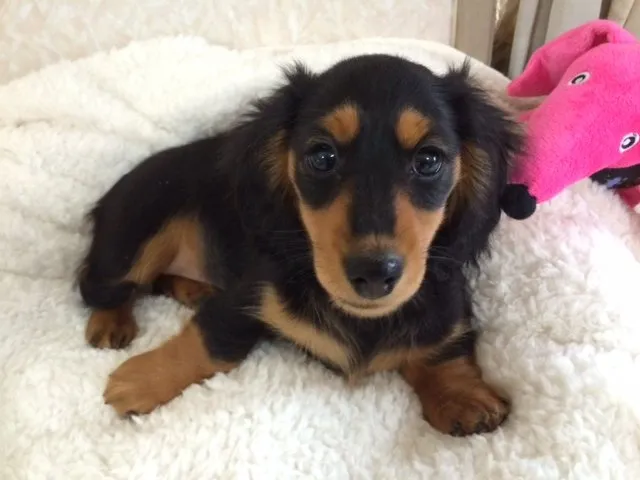 ID:1502-01149の子犬