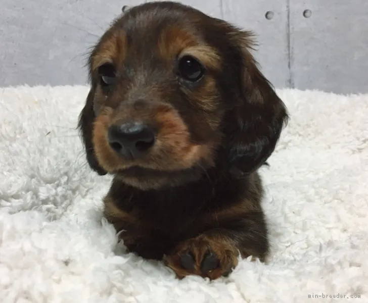 ID：1805-00233の子犬