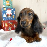 カニンヘンダックスフンド(ロング)