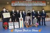 ミニチュアダックスフンド(ロング)【和歌山県・男の子・2021年1月13日・シェーデッドレッド】の写真4「お母さんOSAKA DOG FESTIVAL 2020SUPER BEST IN SHOW☆」