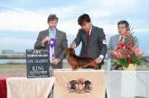 ミニチュアダックスフンド(ロング)【和歌山県・男の子・2017年11月21日・レッド】の写真5「お父さん JKCチャンピオン」