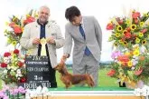 ミニチュアダックスフンド(ロング)【和歌山県・女の子・2020年4月10日・ブラックタン】の写真5「お母さん　JKCチャンピオン 2日間オバースペシャル(チャンピオンに勝つこと）でチャンピオン完成しま」