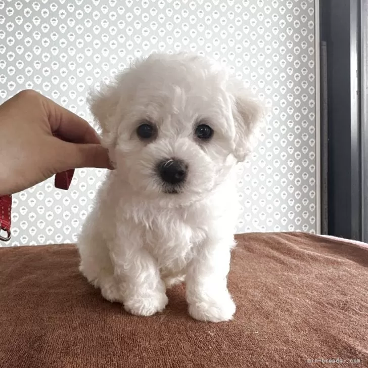 ID：2507-08526の子犬