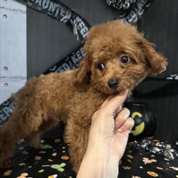 タイニープードル【愛知県・男の子・2025年7月2日・レッド】の写真「お目目クリクリイケメンくん🐶✨小さめ男の子」