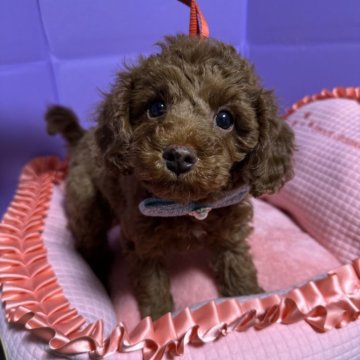 トイプードル(トイ)【愛知県・男の子・2024年12月1日・レッド】の写真「元気な男の子です🐶✨」