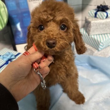 トイプードル(タイニー)【愛知県・女の子・2024年12月1日・レッド】の写真「濃いめのレッド🐶可愛い女の子🩷」