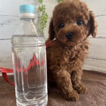 ティーカッププードル【愛知県・男の子・2025年7月2日・レッド】の写真「お目目クリクリイケメンくん🐶✨小さめ男の子」