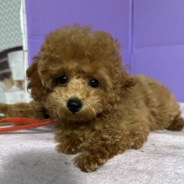 トイプードル(ティーカップ)【愛知県・女の子・2025年7月2日・レッド】の写真「バランスの良いお顔の美人ちゃん🩷」