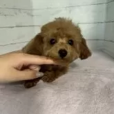 ティーカッププードル