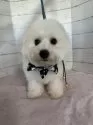 ビションフリーゼ