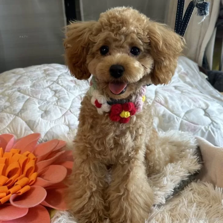 N.K 様のお迎えした子犬