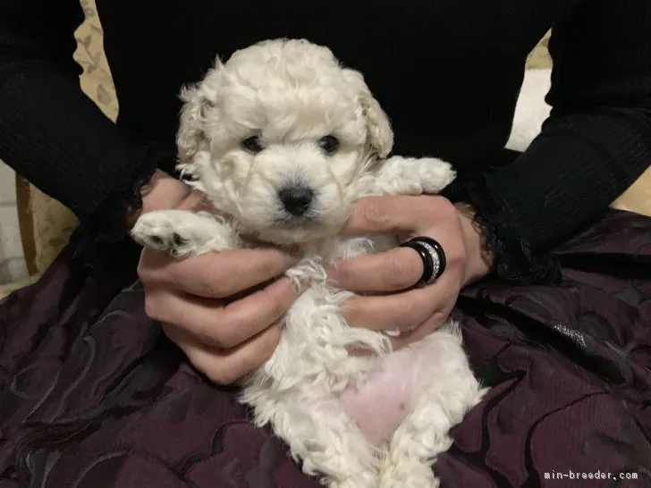 Sunflower 様のお迎えした子犬