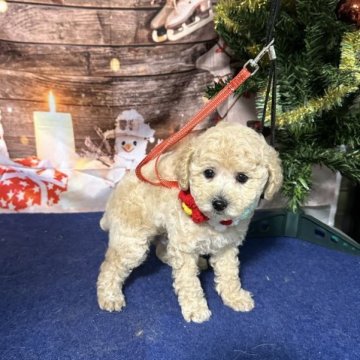 トイプードル(ティーカップ)【愛知県・男の子・2023年10月22日・クリーム】の写真「小さめイケメンくん🐶🧡」