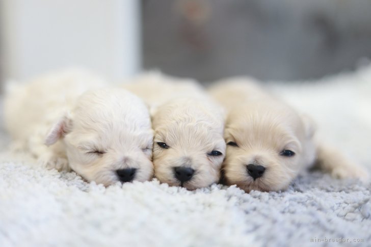 矢口まやブリーダーのブログ：マルプーちゃん