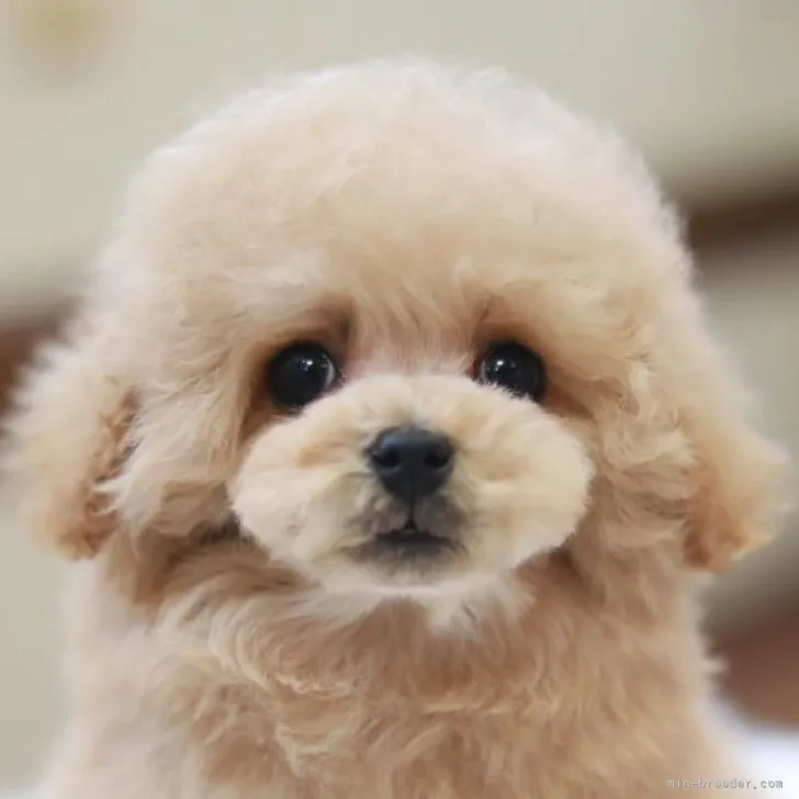 J.K 様のお迎えした子犬