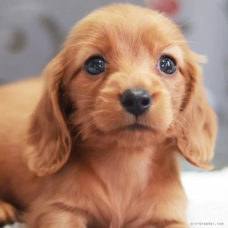つるべ 様のお迎えした子犬
