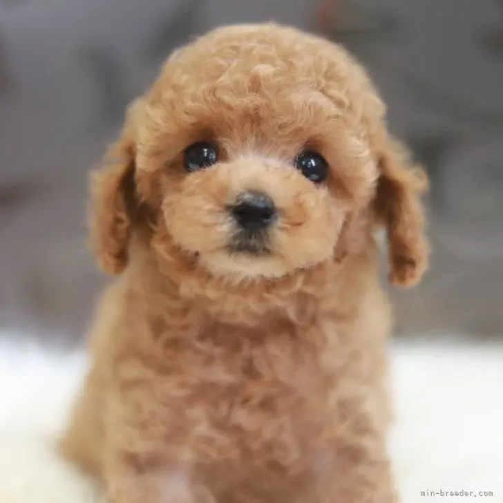 ゆきまるこ 様のお迎えした子犬