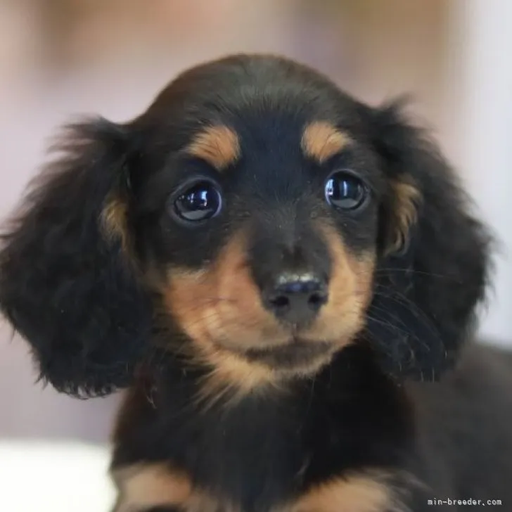 りくママ 様のお迎えした子犬