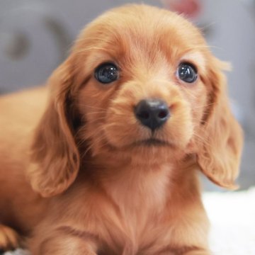 ミニチュアダックスフンド(ロング)【岐阜県・男の子・2024年4月24日・ゴールド】の写真「ミニカニ♪　かわいいダックスくん♩」