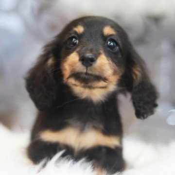 カニンヘンダックスフンド(ロング)【岐阜県・男の子・2023年9月11日・ブラックタン】の写真「小さいサイズ　カニンヘン　お顔が可愛いちびだっくす」