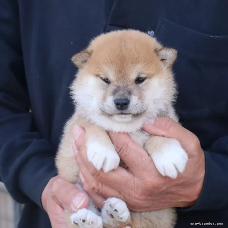 MM 様のお迎えした子犬