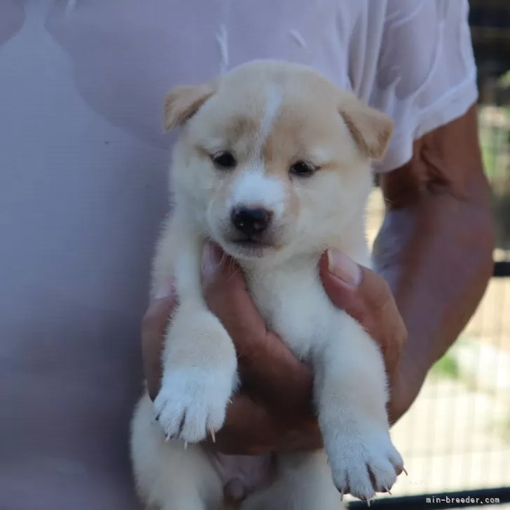 ID：2509-04428の子犬