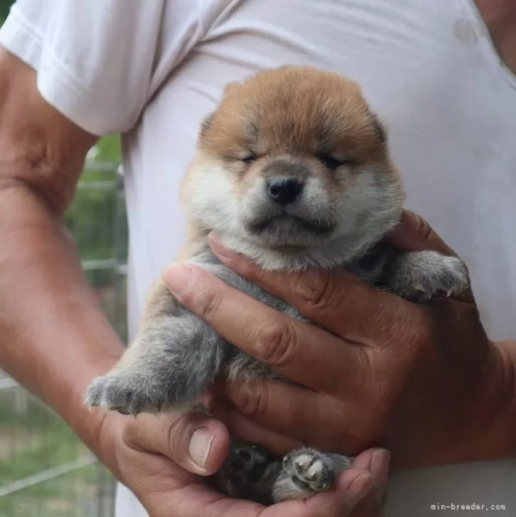 ID:2507-00567の子犬