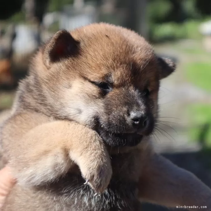 M.M 様のお迎えした子犬
